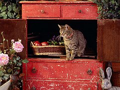 The Comforts of Home
